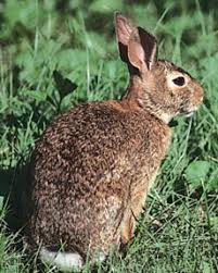 Iepure  de vizuină