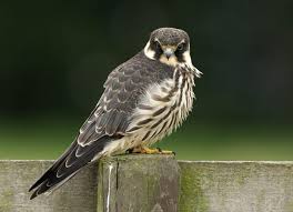 Șoimul rândunelelor