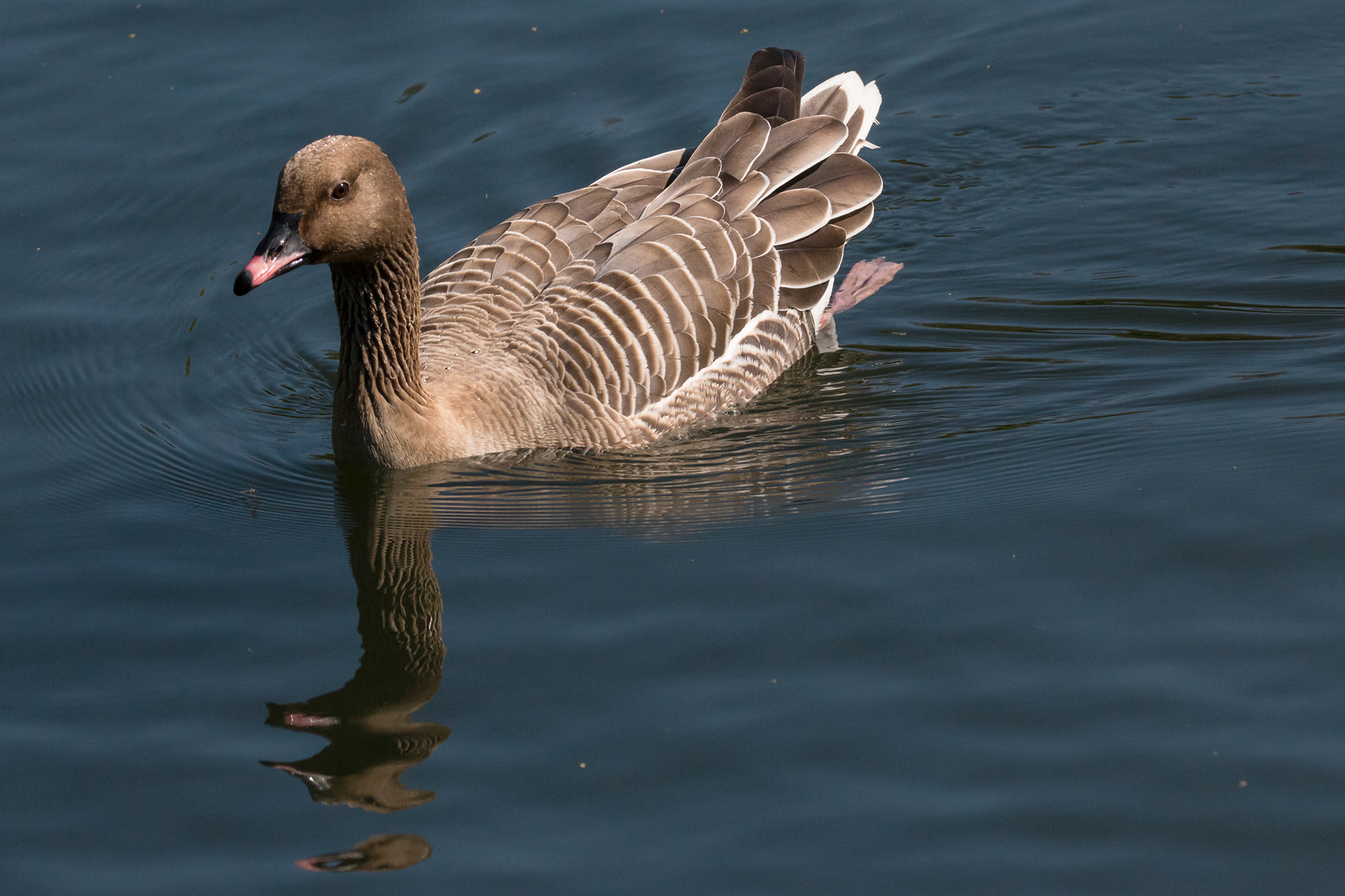 Gâscă cu cioc scurt
