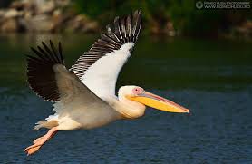 Pelican comun
