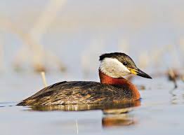 Corcodel cu gât roșu