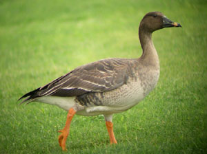 Gâscă mică de semănătură