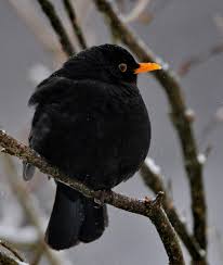 Mierlă neagră